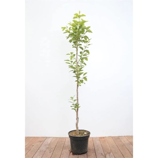 Diospyros Kaki Vaniglia Kaki Kakipflaume 125–150 cm