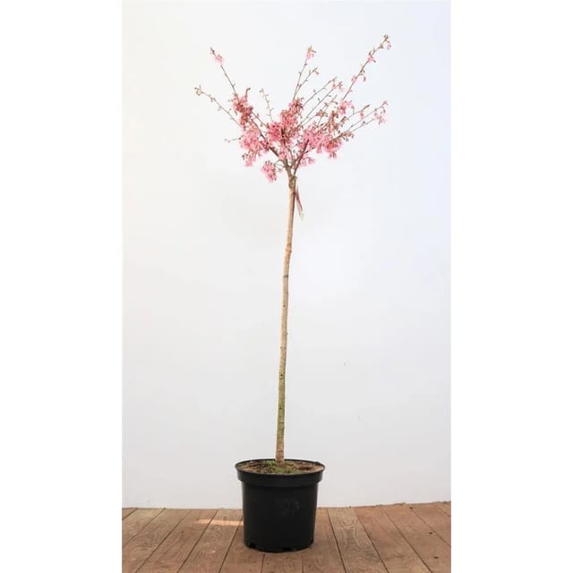 Prunus Okame Zierkirsche Rosa Blüten 100 cm Stammhöhe