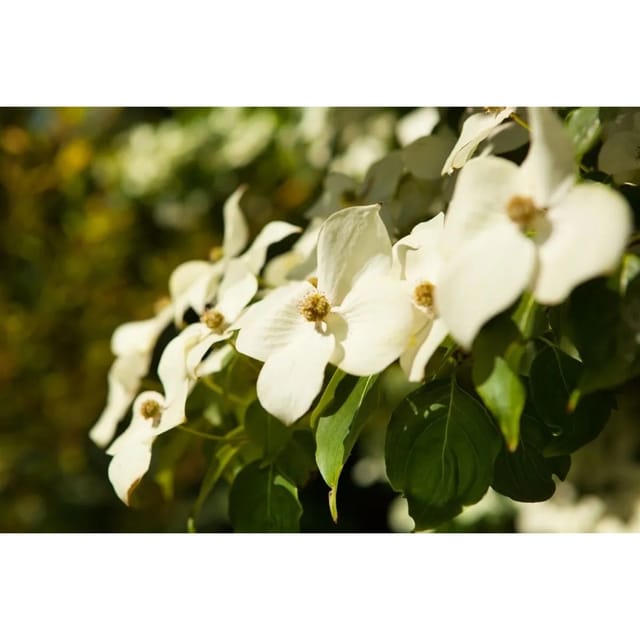 Cornus Kousa Chinensis Chinesischer Blumen-Hartriegel 40–60 cm