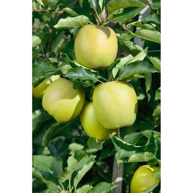 Malus Domestica Mutsu Apfelbaum Grün-Gelb 150–200 cm