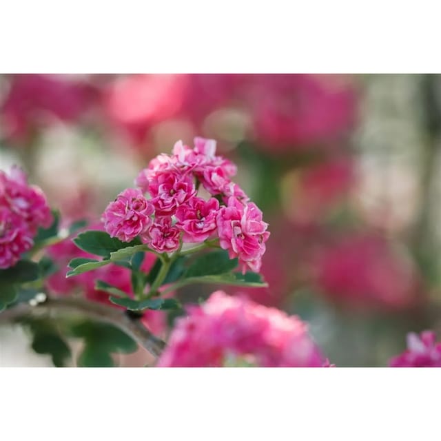 Crataegus Laevigata Pauls Scarlet Rotdorn Dunkelrosa 125–150 cm