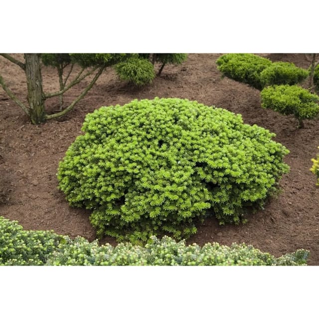 Abies Koreana Brillant Koreatanne Kompakt 25–30 cm