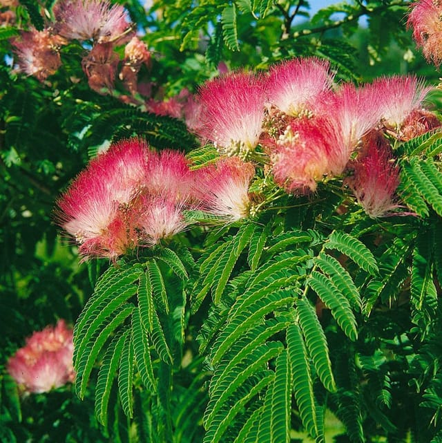 Albizia Julibrissin Tropical Dream Seidenbaum 60–80 cm