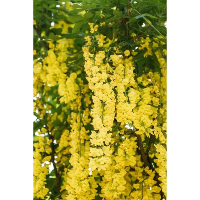Laburnum Watereri Vossii Goldregen Gelbe Blüten 80 cm Stammhöhe