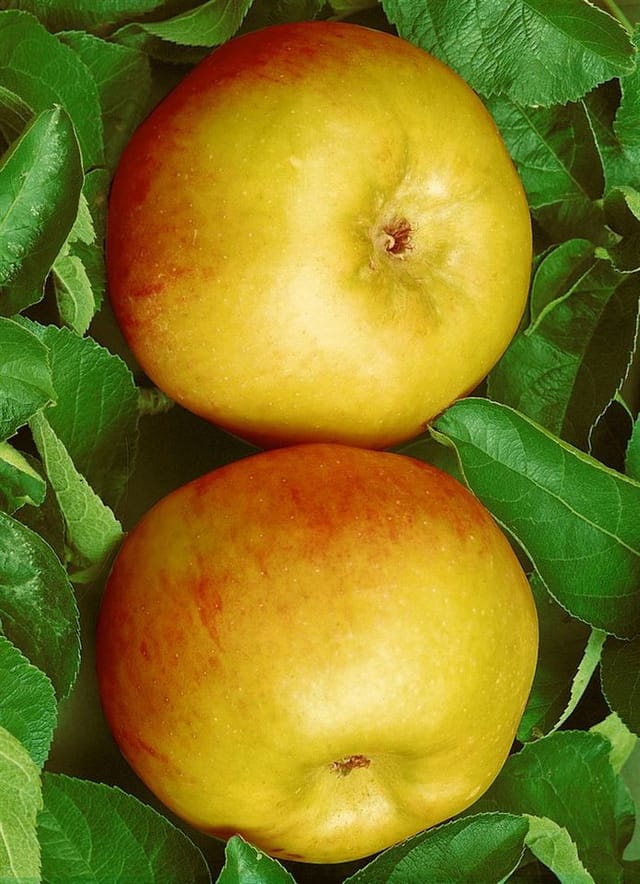 Malus Ontario Apfelbaum 150–200 cm Robust Und Ertragreich