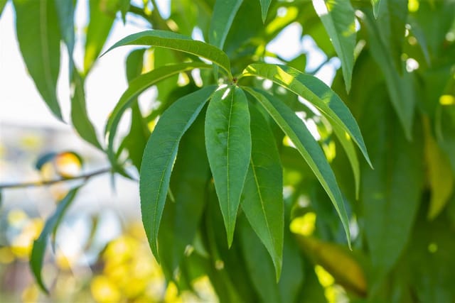 Prunus Persica Dixired Pfirsichbaum 150–200 cm Saftig-Süß