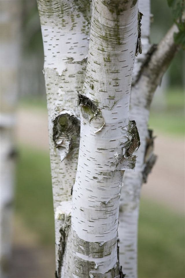 Betula Utilis Himalaya-Birke 60–100 cm