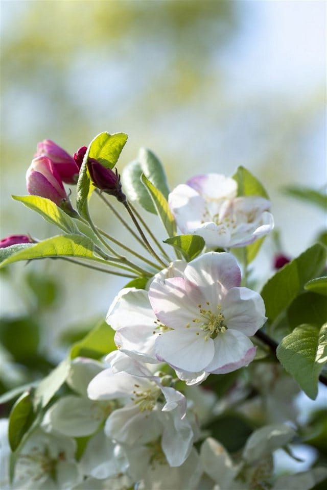 Malus Evereste -R- Zierapfel 60–100 cm