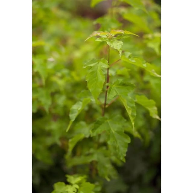 Acer Ginnala Feuer-Ahorn 60–100 cm Leuchtend Rot