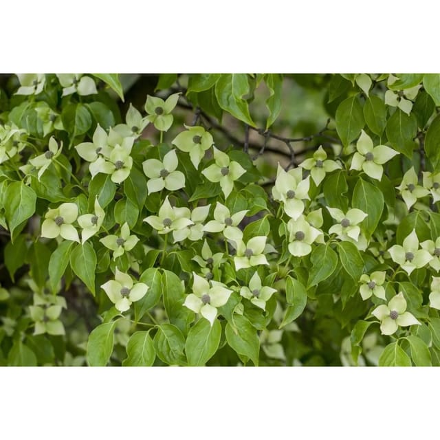 Cornus Kousa Chinensis China Girl Chinesischer Blumen-Hartriegel 80–100 cm