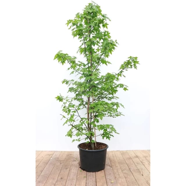 Liquidambar Styraciflua Amberbaum 175–200 cm