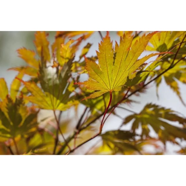 Acer Palmatum Japanischer Ahorn 200–250 cm