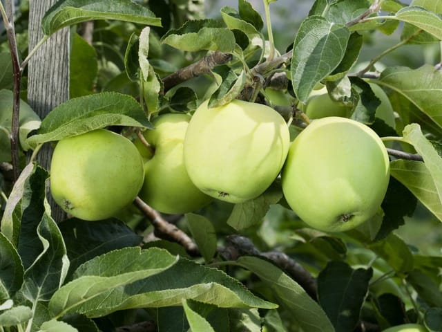 Malus Weißer Klarapfel Apfelbaum 150–200 cm