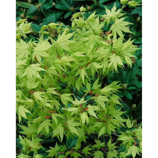 Acer Palmatum Reticulatum Japanischer Ahorn 80–100 cm