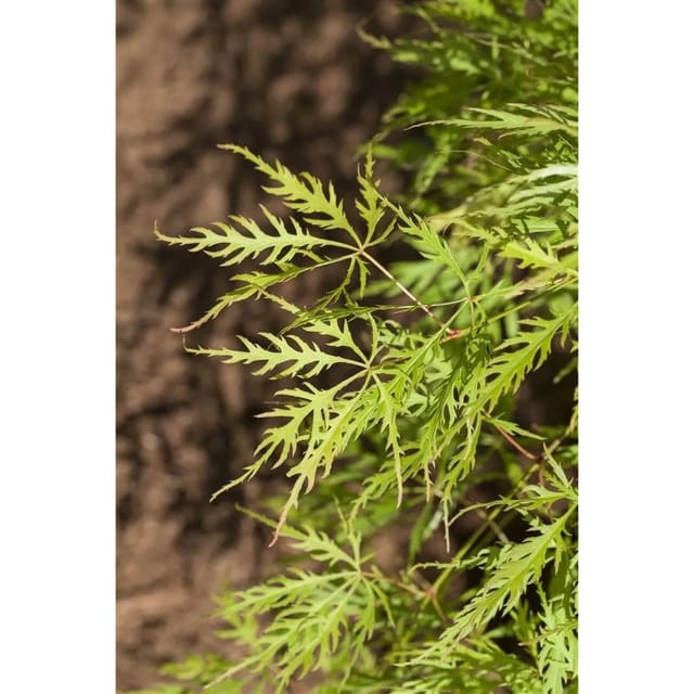 Acer Palmatum Dissectum Viridis Grüner Fächerahorn 30–40 cm
