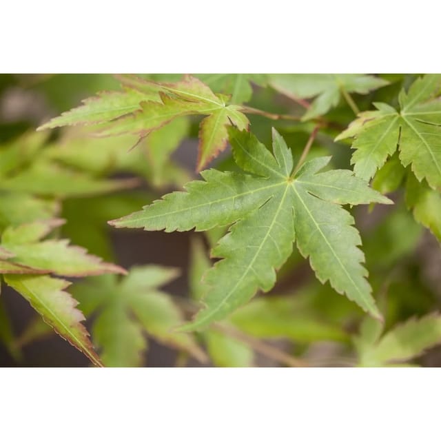 Acer Palmatum Sangokaku Japanischer Ahorn Korallenrot 80–100 cm