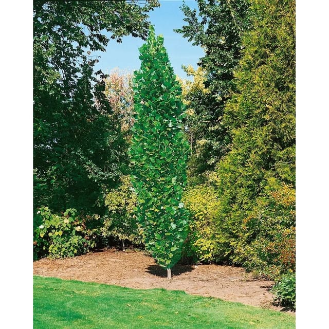 Liriodendron Tulipifera Fastigiatum Tulpenbaum 100–125 cm