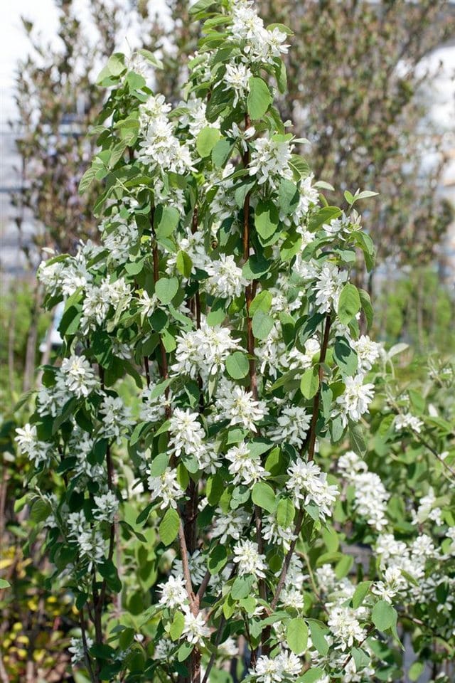 Amelanchier Alnifolia Obelisk Felsenbirne 80–100 cm