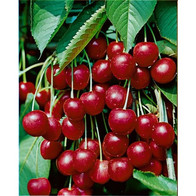 Prunus Avium Hedelfinger Riesenkirsche 150–200 cm Süß Saftig