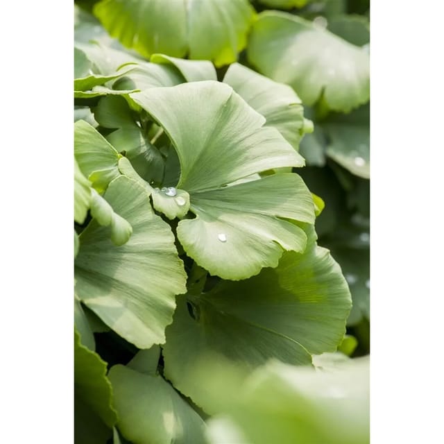 Ginkgo Biloba Globus Fächerblattbaum Kompakt 40–60 cm