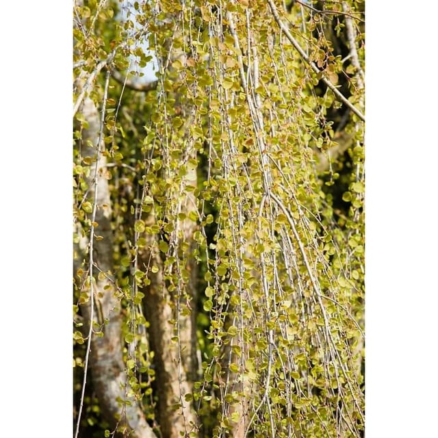 Cercidiphyllum Japonicum Pendulum Katsurabaum Hängend 150–175 cm