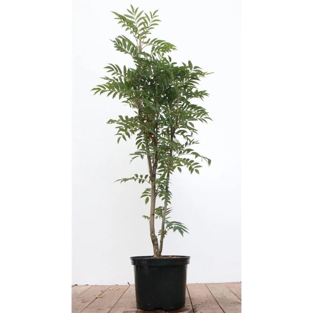 Sorbus Aucuparia Autumn Spire Eberesche Schmal 80–100 cm