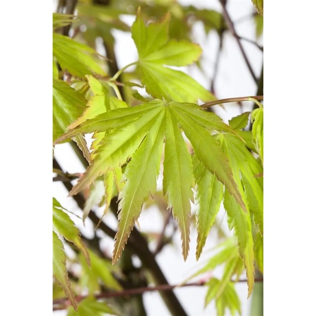 Acer Palmatum Orange Dream Japanischer Ahorn Orange 60–80 cm