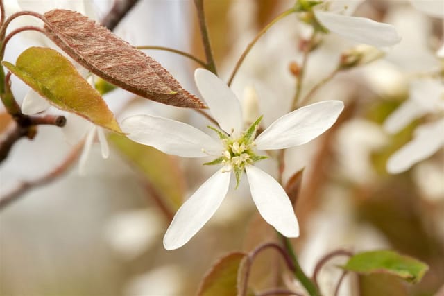 Amelanchier Lamarckii Kupfer-Felsenbirne 60–100 cm