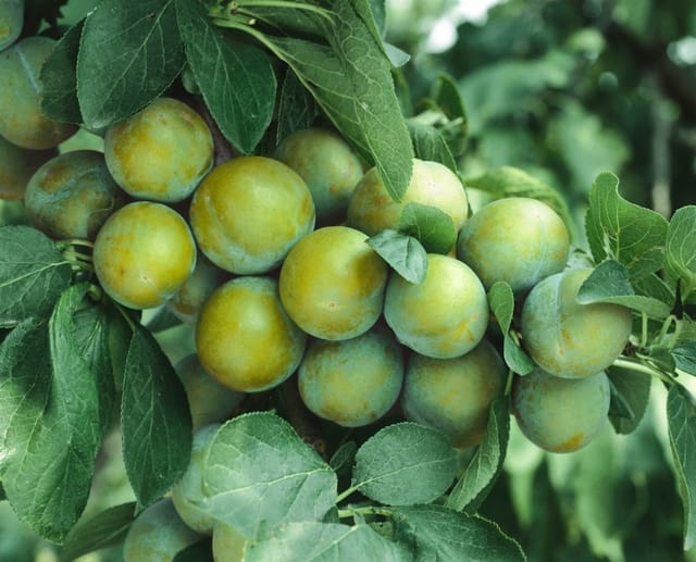 Prunus Domestica Ontario Pflaume 150–200 cm