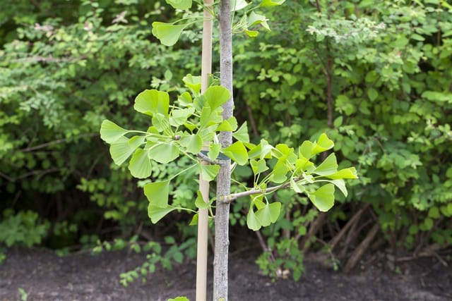 Ginkgo Biloba Fächerblattbaum 40–60 cm Winterhart