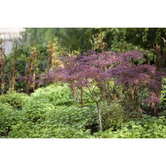 Acer Palmatum Inaba-Shidare Japanischer Ahorn Rot 80–100 cm
