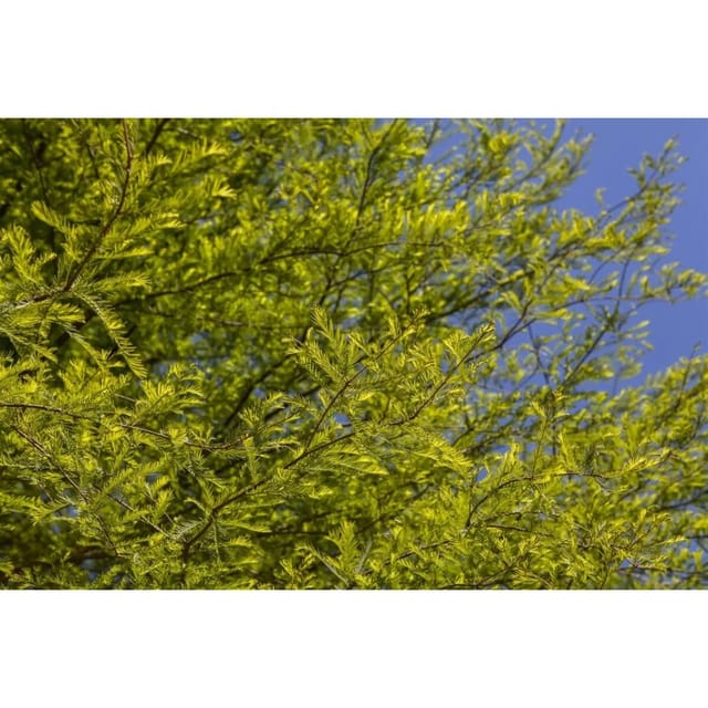 Taxodium Distichum Sumpfzypresse 80–100 cm