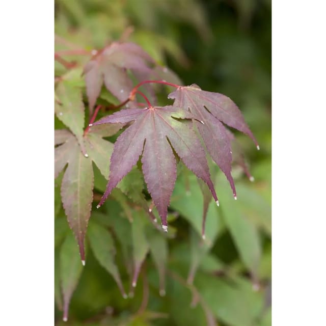 Acer Palmatum Moonfire Japanischer Ahorn Rot 60–80 cm
