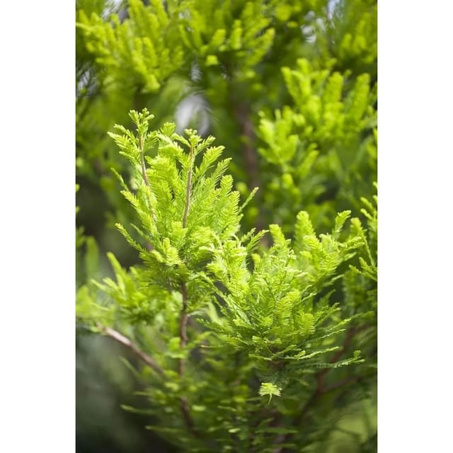Taxodium Distichum Peve Minaret Sumpfzypresse Kompakt 60–80 cm