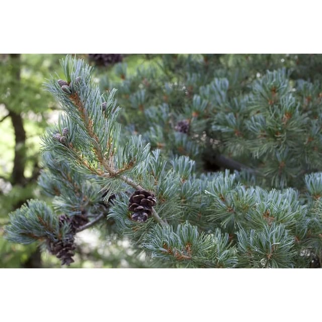 Pinus Parviflora Glauca Japanische Kiefer Blaugrün 40–50 cm