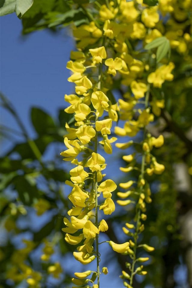 Laburnum Watereri Vossii Goldregen Gelbe Blüten 60–100 cm