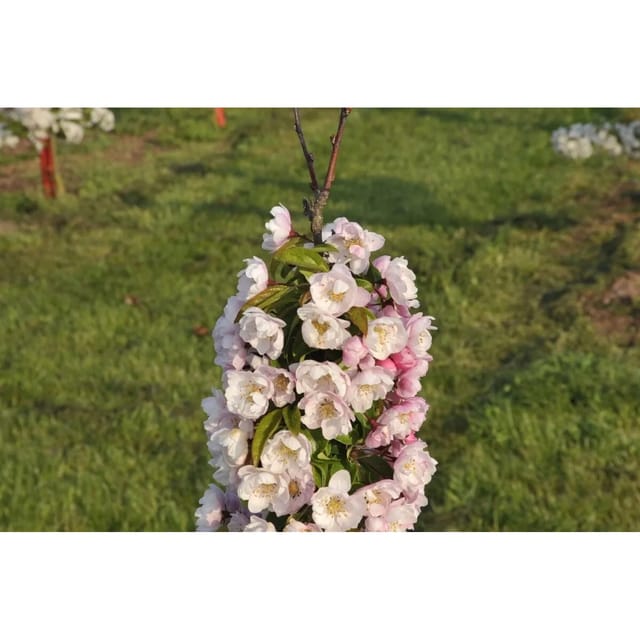 Malus Van Eseltine Zierapfel Rosa Blüten 100–125 cm