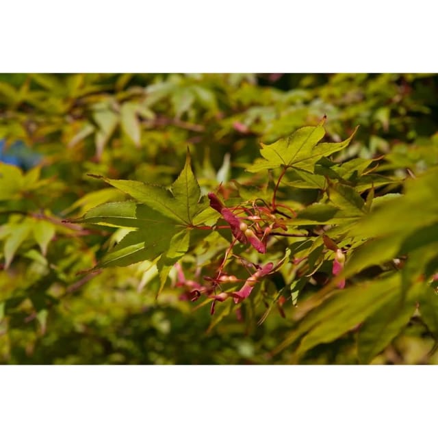 Acer Palmatum Osakazuki Japanischer Ahorn Leuchtend Rot 100–125 cm