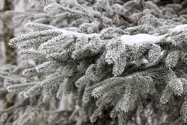 Abies Nordmanniana Nordmanntanne 80–100 cm