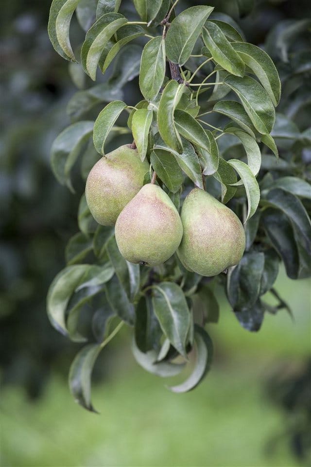 Pyrus Communis Birnbaum 60–100 cm Robust Und Ertragreich