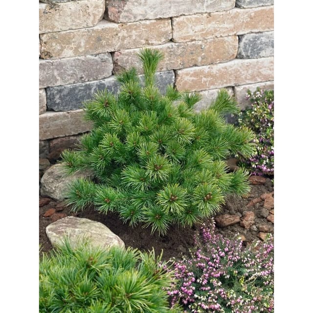 Pinus Parviflora Kiomatsu Japanische Kiefer 20–25 cm
