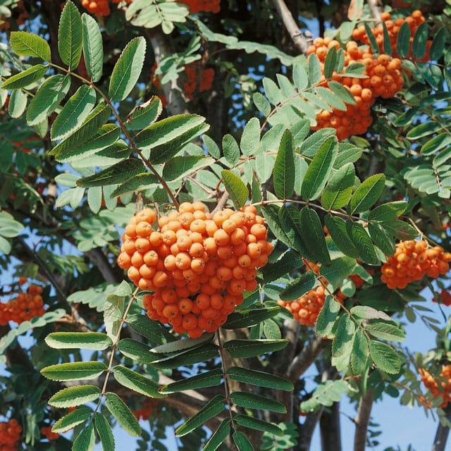 Sorbus Aucuparia Vogelbeere 60–100 cm Robust Und Winterhart