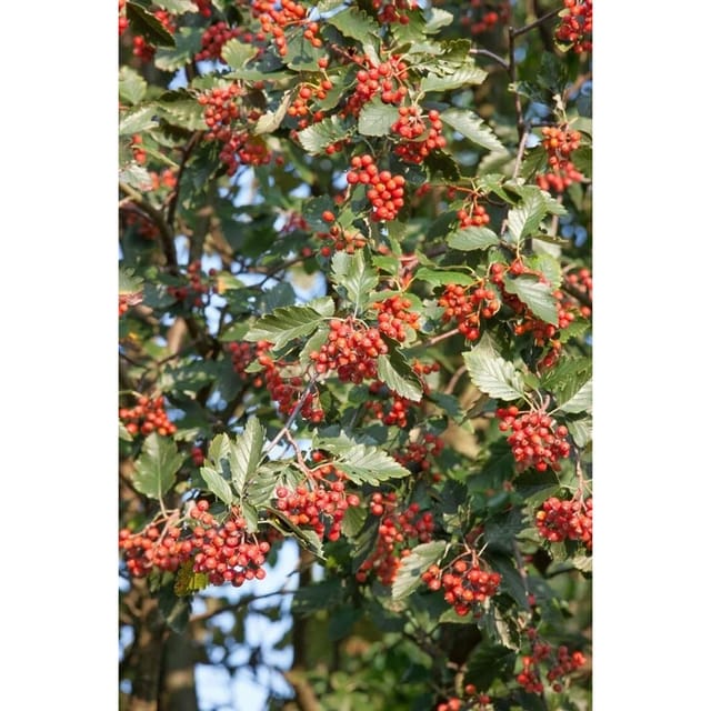 Sorbus Intermedia Mehlbeere 80–100 cm