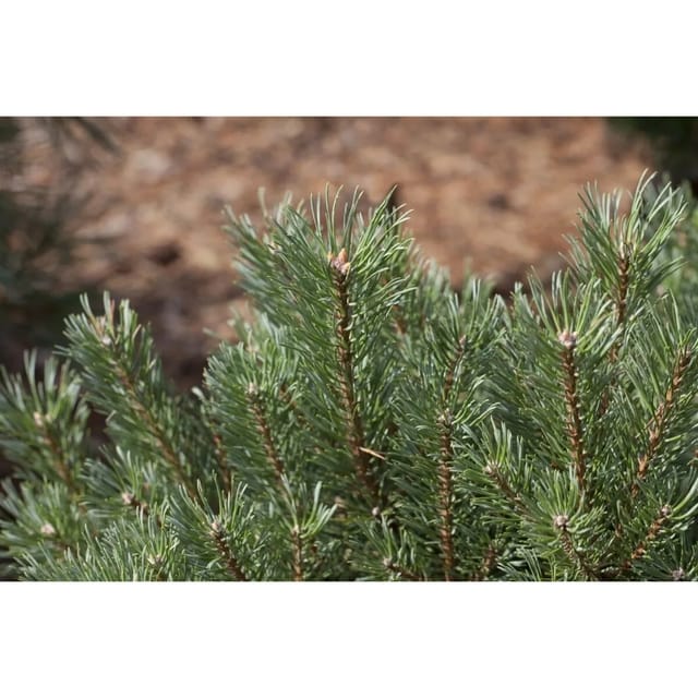 Pinus Sylvestris Waldkiefer 80–100 cm