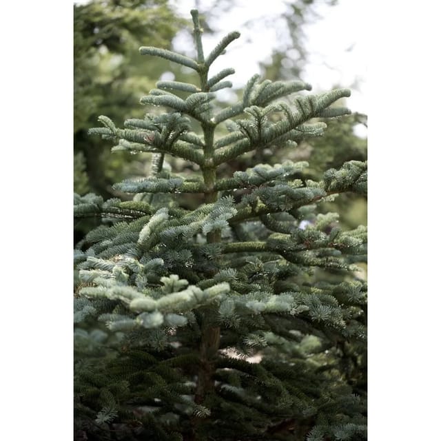 Abies Concolor Weiß-Tanne 60–80 cm