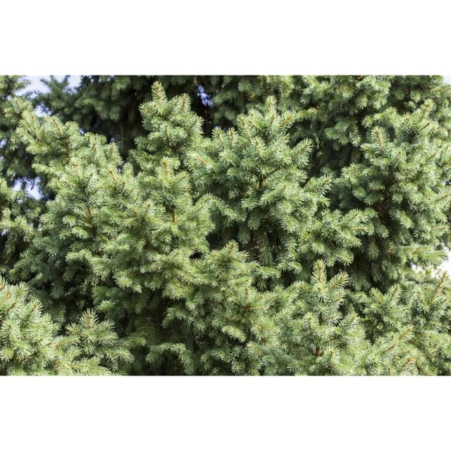 Picea Abies Gemeine Fichte 150–175 cm