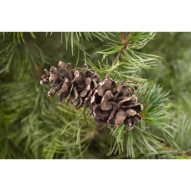 Pinus Parviflora Tempelhof Kiefer 25–30 cm