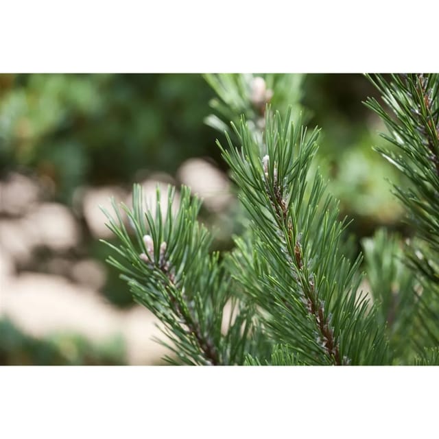 Pinus Mugo Gnom Bergkiefer Kompakt 25–30 cm