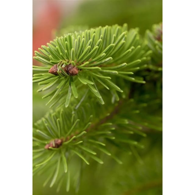 Abies Fraseri Fraser-Tanne 175–200 cm