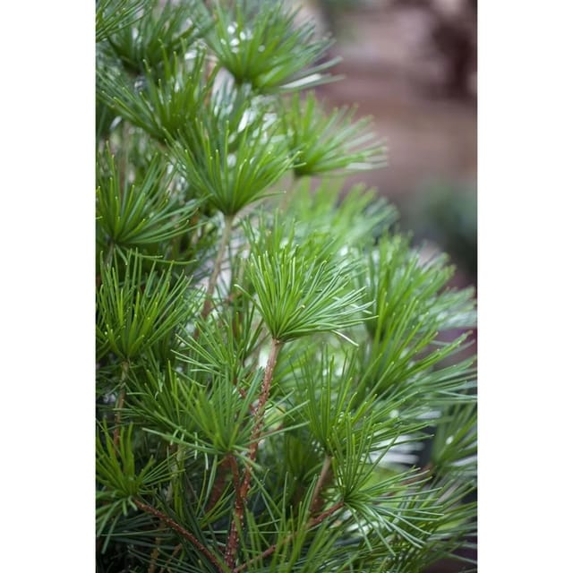 Sciadopitys Verticillata Japanische Schirmtanne 80–90 cm